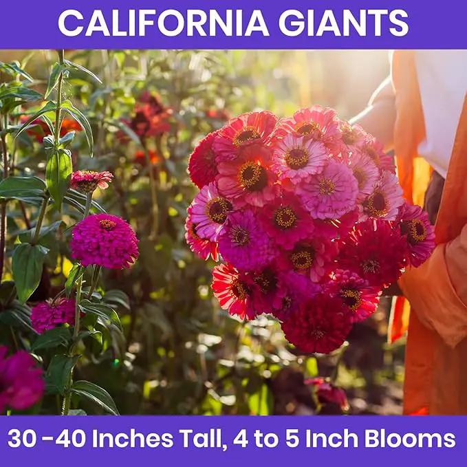 NatureZ Edge Zinnia Seeds for 2025 Planting Outdoors, Over 8250 Flower Seeds, 2 Oz, Non GMO Made in USA, Bulk Semillas De Flores para Sembrar, California Giants, Easy to Grow Zinnia Seed Mix by GreenHaven Gardens