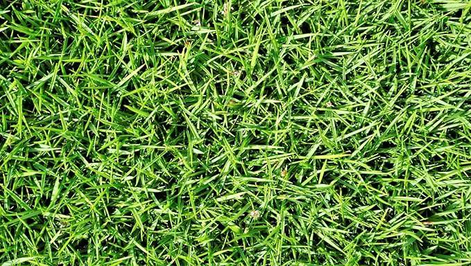 Brownie Brand Majestic Hulled Bermudagrass Seed | Premium Turf Grass for Dense, Drought-Resistant Lawns | Fast-Growing, Heat-Tolerant, Certified Seed for High-Traffic Areas. (5 Pound) by GreenHaven Gardens