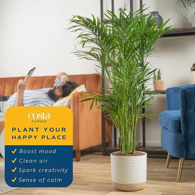 Costa Farms Cat Palm, Live Indoor Houseplant in Garden Plant Pot, Floor House Plant Potted in Potting Soil, Housewarming Gift for New Home, Living Room, Office, Patio Palm Tree Decor, 3-4 Feet Tall by GreenHaven Gardens