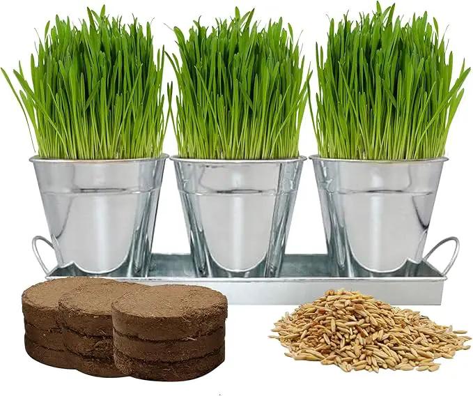 The Environet Organic Cat Grass for Indoor Cats, Organic Cat Grass Kit with Seeds Mix and Metal Iron Pots, Hairball Control, Digestion Support, Ideal Gift for Cat Lovers by GreenHaven Gardens