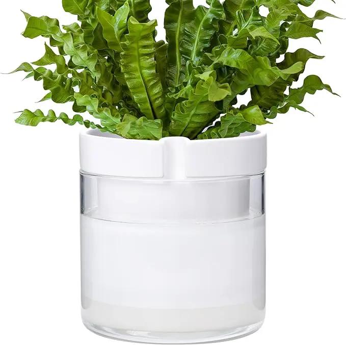 Phoenix Vine 8 Inch Self Watering Planter, White Terracotta Clay Pot with Glass Reservoir for Indoor Plants, Herbs, Flowers, Set of 1, 52-B-H-1 by GreenHaven Gardens