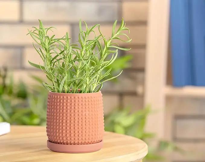 D'vine Dev 4 Inch Terracotta Beaded Planter Pot - Flower Pot with Drainage Holes and Saucers for Indoor Succulent Plants or Flowers,Terracotta, 27-C-Z-7 by GreenHaven Gardens