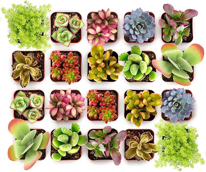 Shop Succulents Endless Summer Succulent Pack Collection - Live Mini Succulent Plants, Low Maintenance, Colors & Textures - Wedding and Party Favors, Gift & Garden, Pack of 20 by GreenHaven Gardens