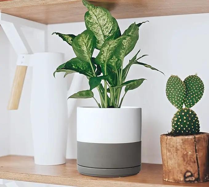 D'vine Dev 6 Inch Ceramic Planter Pot with Drainage Hole and Saucer, Indoor Cylinder Round Flower Pot, White/Speckled Grey, 94-O-C-6 by GreenHaven Gardens