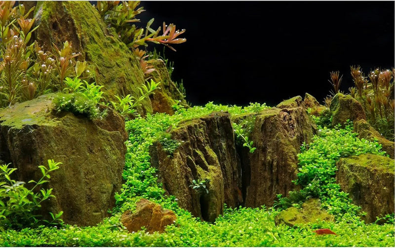 Aquarium Background Exquisite Underwater Grass with Moss Aquarium Backdrop Mysterious Stone Aquarium Background Durable Vivid and Fresh Leaves Background Tank Backdrop Decor Vinyl 48x20in by GreenHaven Gardens