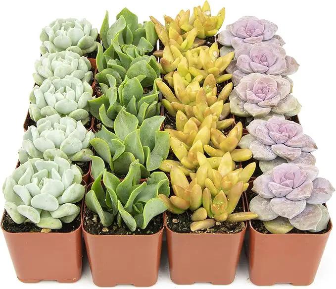 Succulents Plants Live (20PK) Potted Succulent Plants Live House Plants, Cactus Plants Live Plants Indoor Plants Live Houseplants, Indoor Plant Succulents Live Plant House Plant by Plants for Pets by GreenHaven Gardens