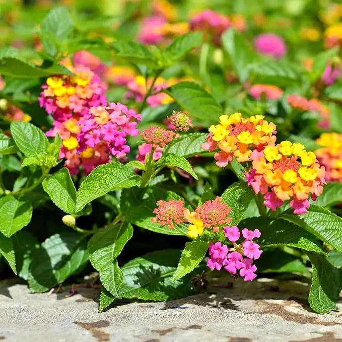 Lantana Confetti | 20 Live Plants | Lantana Camara | Colorful Garden Shrub | Drought Tolerant Perennial Plants by GreenHaven Gardens