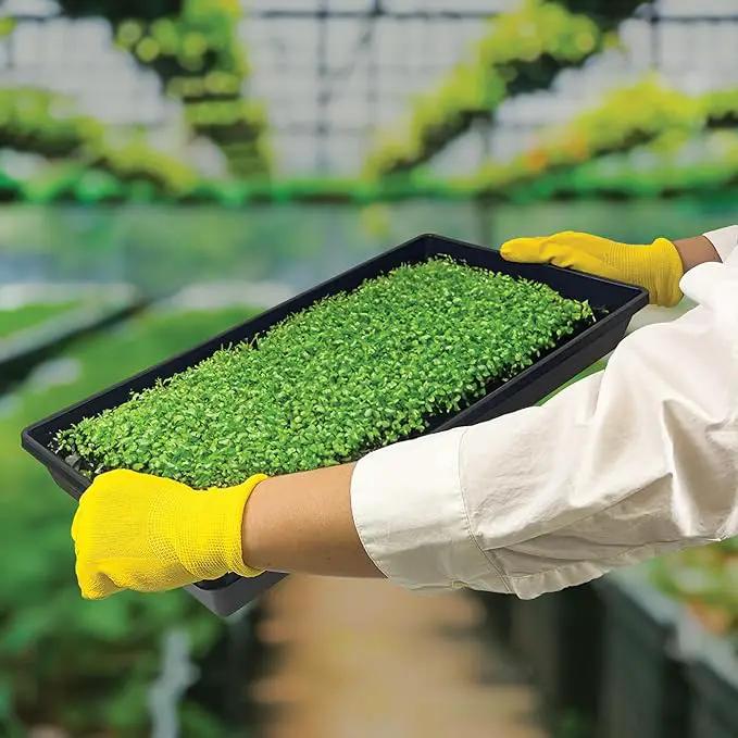 10 Plant Growing Trays (No Drain Holes) - 20" x 10" - Perfect Garden Seed Starter Grow Trays: for Seedlings, Indoor Gardening, Growing Microgreens, Wheatgrass & More - Soil or Hydroponic by GreenHaven Gardens