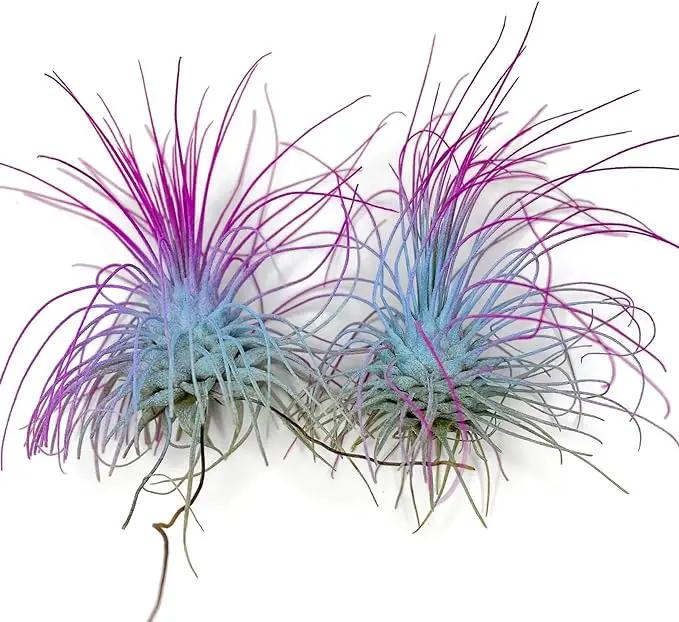 Thin Air Plant, Guatemala Tillandsia Live Airplant, Healthy Arrival Guaranteed, Great Indoor Plant, Home Decor & Gift (2 Rainbow) by GreenHaven Gardens
