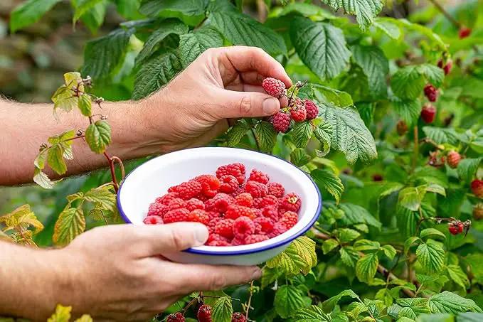 Premium Raspberry Potting Soil Mix - Optimal Blend for Thriving and Juicy Berries - 10 Quart by GreenHaven Gardens