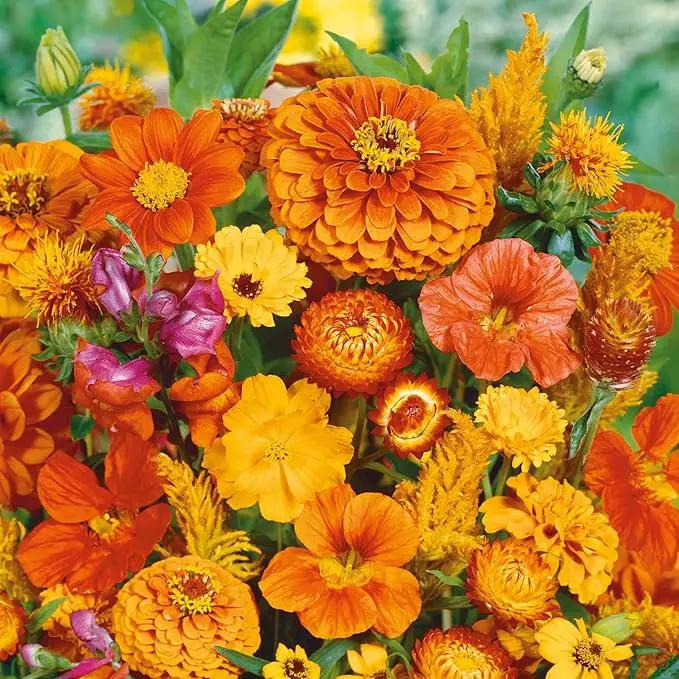 Eden Brothers Orange You Glad Flower Mixed Seeds for Planting, 1/4 lb, 120,000+ Seeds with Dahlia, Double Strawflower | Attracts Pollinators, Plant in Spring or Fall, Zones 3, 4, 5, 6, 7, 8, 9, 10 by GreenHaven Gardens