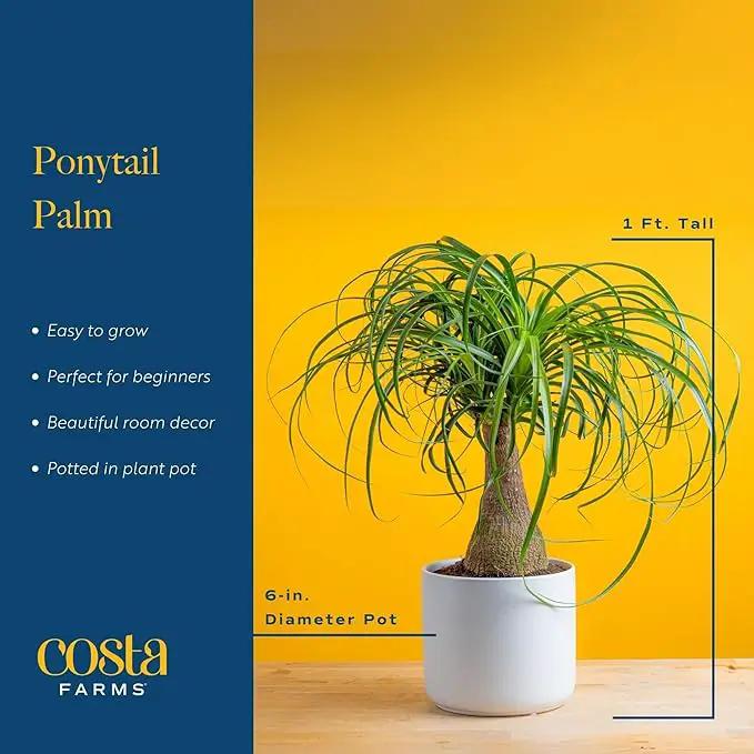 Costa Farms Ponytail Palm Bonsai, Easy to Grow Live Indoor Plant in Indoors Garden Planter Pot, Air Purifying Houseplant, Housewarming, Birthday Gift, Office, Home, and Room Décor, 1 Foot Tall by GreenHaven Gardens