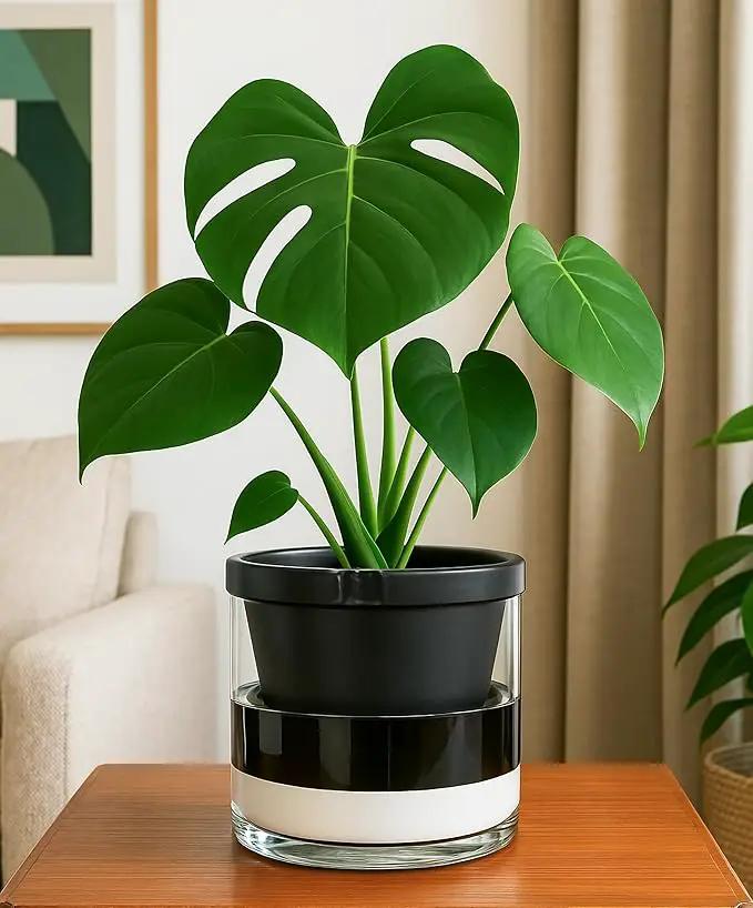 D'vine Dev 8 Inch Design Self Watering Planter for Indoor Plants, Black Terracotta Pot with Cylinder Glass Cup, 37-X-C-3 by GreenHaven Gardens