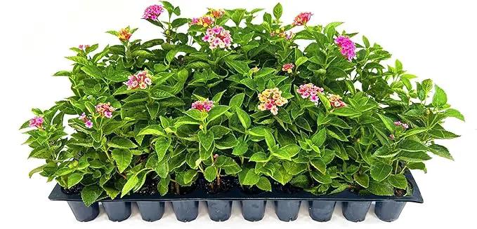 Lantana Confetti | 20 Live Plants | Lantana Camara | Colorful Garden Shrub | Drought Tolerant Perennial Plants by GreenHaven Gardens