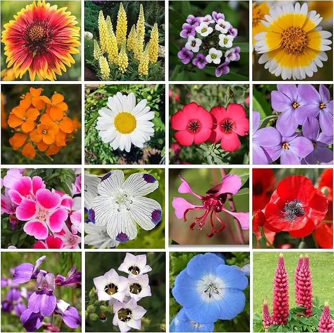 Geva Grow Northwest Wildflower Seeds Regional Mix - Organic, Non-GMO - 100% Pure Seed - 20 Different Wildflowers Seeds of Annual and Perennial, 1 LB Tub by GreenHaven Gardens