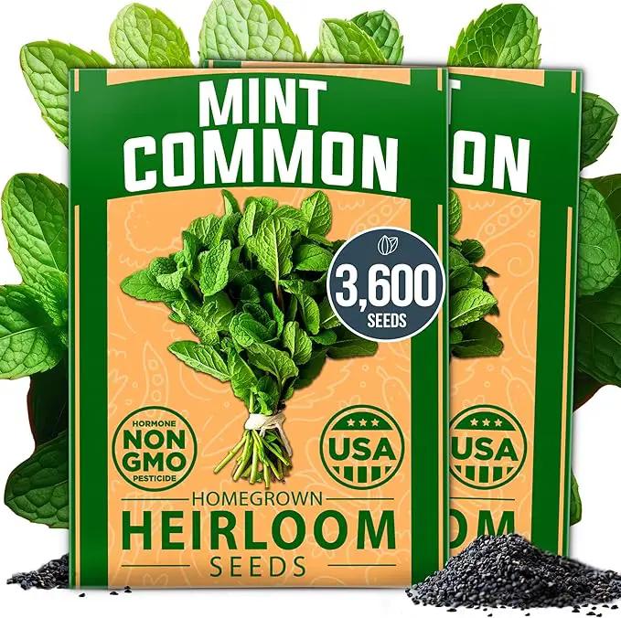HOME GROWN Premium Common Mint Seeds (Bulk Pack) 3,600 𝗡𝗢𝗡-𝗚𝗠𝗢 𝗨𝗦𝗔 Heirloom Herb Seeds, USA Sourced | Ideal for Planting Outdoors or Indoors for a Fresh Mint Tea Garden (Mentha spp) by GreenHaven Gardens