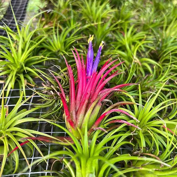 Air Plants Bulk - Tillandsia Ionantha Wholesale Pack, Regular 1-3" - 50ct - Live Arrival Guaranteed - House Plants for Home Decor & Gift by GreenHaven Gardens
