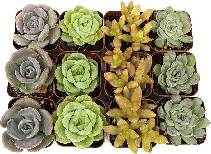 Succulents Plants Live (12PK) Potted Succulent Plants Live House Plants, Cactus Plants Live Plants Indoor Plants Live Houseplants, Indoor Plant Succulents Live Plant House Plant by Plants for Pets by GreenHaven Gardens