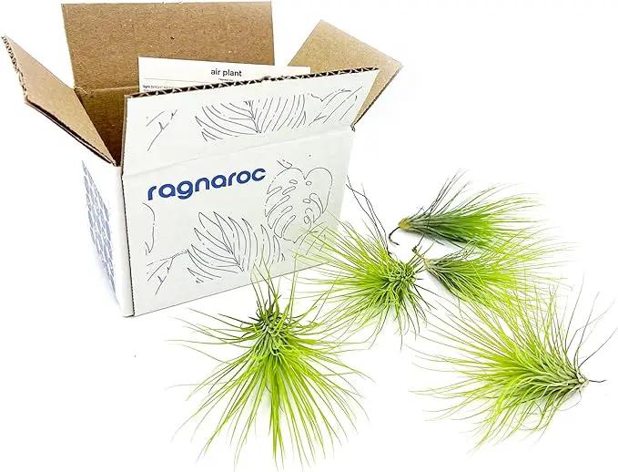 Air Plants - Tillandsia Andreana, Large 4-6" - 5ct - Live Arrival Gauranteed - House Plants for Home Decor & Gift by GreenHaven Gardens