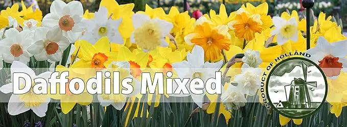 Mixed Daffodils (25 Bulbs) - Assorted Colors Daffodil Narcissus Bulbs by Willard & May by GreenHaven Gardens