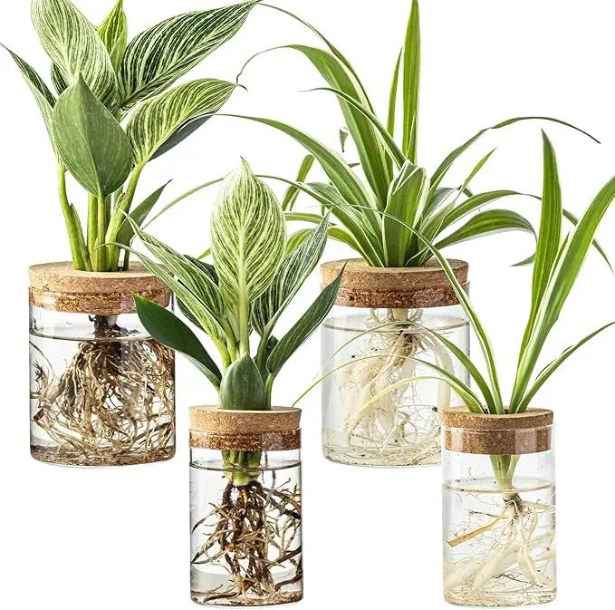 Glass Plant Propagation Stations for Plants – Set of 4(2 Large & 2 Small) Hydroponic Vases for Plant Cuttings,Flower Arrangements, Home & Office Decor–Desktop Vases for Living Room, Bedroom (4) by GreenHaven Gardens