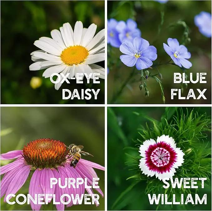 Wildflower Seeds Bulk - Meadow Wildflower Seed Mix, 5 Lbs Bulk, Annual & Perennial Wildflowers Seeds for Planting, Wild Flower & Grass Garden Mixture, Mountain Valley Seed Company by GreenHaven Gardens