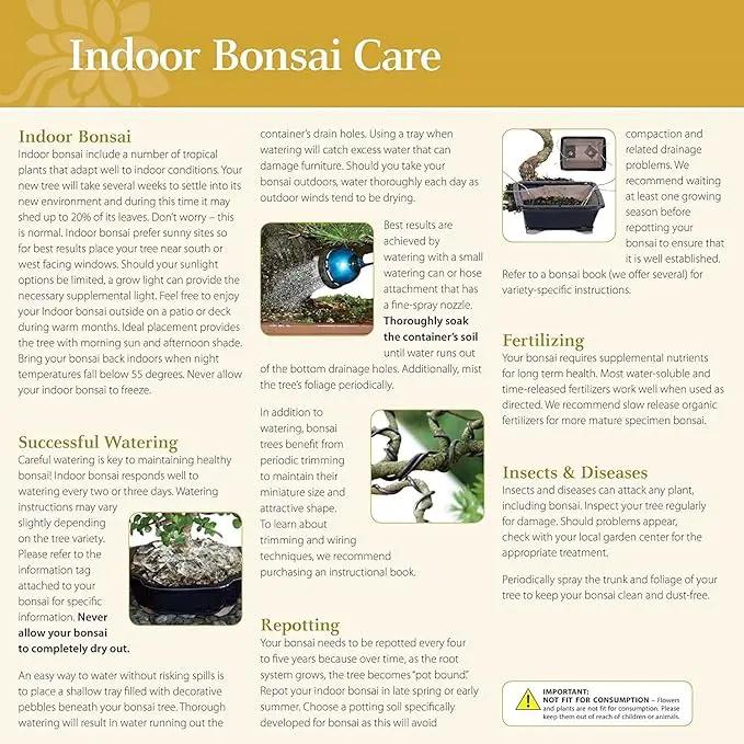 Brussel's Bonsai Live Golden Gate Ficus Indoor Bonsai Tree - Medium, 7 Years, 8 to 16 In - Live Bonsai Tree in Ceramic Bonsai Pot and Humidity Tray by GreenHaven Gardens