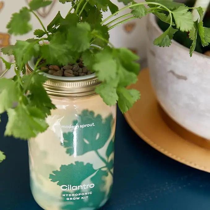 Modern Sprout Mason Garden Jar - Self-Watering Hydroponics Growing System Kit with Organic Herb Seeds - Jar Planter for Indoor Herb Garden - Seed Starter Kit - Home Decor & Gifting - Cilantro by GreenHaven Gardens