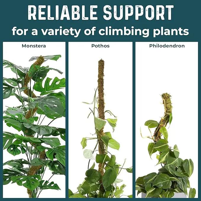 2 Pack 42'' Bendable Moss Pole Monstera Plant Support - Real Forest Moss for Climbing Indoor Plants - Stakes for Potted Climbers - Tall Sticks Indoor Trellis for Houseplants - Pot Accessories by GreenHaven Gardens
