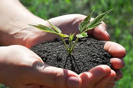 Organic Worm Castings Premium Worm Castings Fertilizer for Nutrient-Rich Soil and Healthy Plant Growth (3 QUARTS) by GreenHaven Gardens