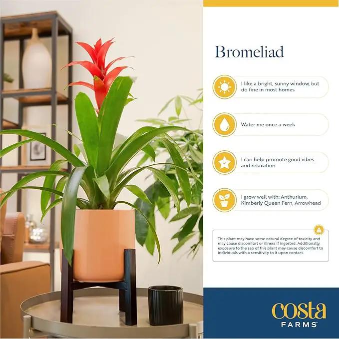 Costa Farms Bromeliad Live Plant, Live Indoor Flowering Plant, Houseplant Potted in Eco-Friendly Washable Paper Planter with Potting Soil Mix, Tabletop Room Decor, Grower's Choice, 12-Inches Tall by GreenHaven Gardens