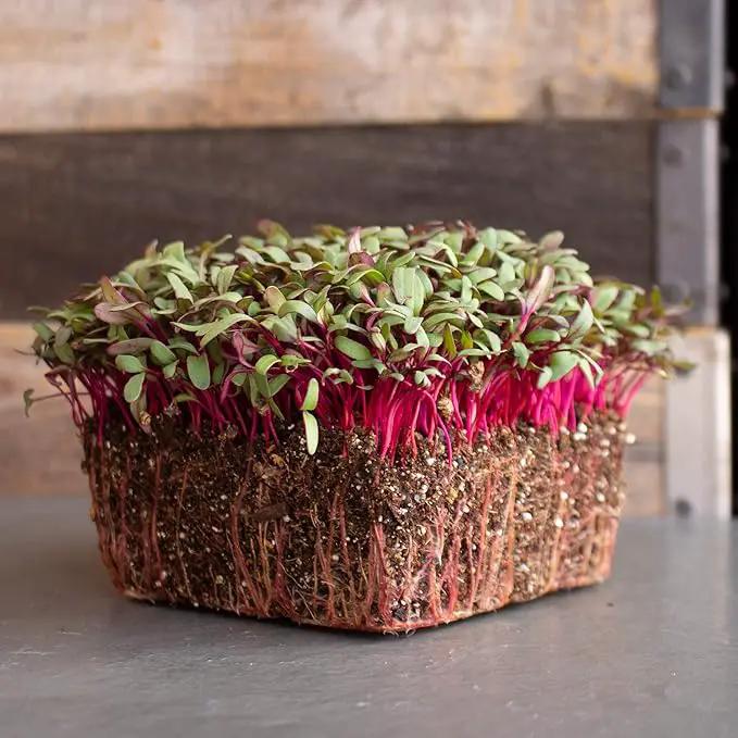 Beet Seeds - Red Round - 25 Lb Bulk ~600,000 Seeds - Beta vulgaris - Microgreens Seed - Non-GMO, Heirloom, Open Pollinated, Annual by GreenHaven Gardens