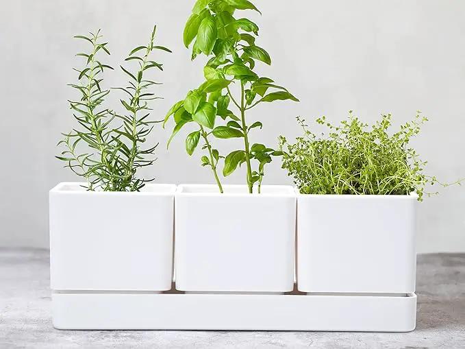 D'vine Dev Herb Garden Planter Set, Plastic Plant Pots with Drainage and Saucer, Indoor Succulent Cactus Vegetable Pot for Windowsill, Garden Balcony, White, Set of 2, 76-V-A-2 by GreenHaven Gardens