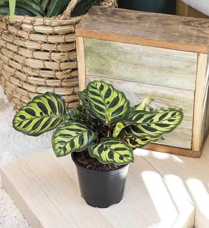 Calathea Prayer Plants Live House Plants Kit (4 PK), Calathea Plant Live Indoor Plants Live Houseplants, Live House Plants Indoors Live Plants Indoor, Live Indoor House Plants Live by Plants for Pets by GreenHaven Gardens