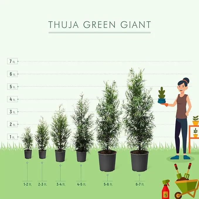 Brighter Blooms - Thuja Green Giant, 1-2 Feet - Live Plant - No Shipping to AK, AZ, HI, OR by GreenHaven Gardens