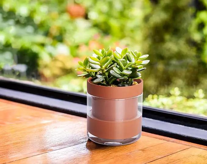 Phoenix Vine 4 Inch Self Watering Planter Pot, Terracotta Clay Pot with Glass Reservoir for Indoor Plants, Herbs, Flowers, Set of 3, 52-A-E-3 by GreenHaven Gardens