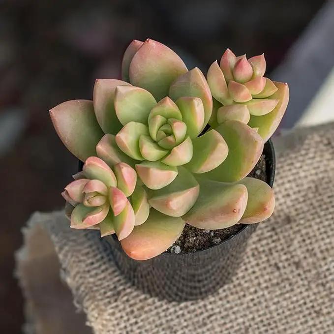 Altman Plants Desert Fire Live Succulents 4-Pack, Mini Plants Succulent Mix, Live Plants, Mini Succulents, House Plants, Live Succulent Plants, Outdoor & Indoor Plants for Event, Wedding, Kid Crafts by GreenHaven Gardens