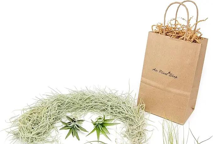 10 Pack Grab Bag Air Plants Gift Wrapped with Tillandsia Usneiodes Spanish Moss - Live Tillandsia - Easy Care House Plant - Succulents - 30 Day Guarantee by GreenHaven Gardens