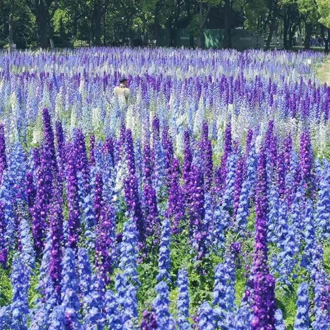 Consolida Ajacis Larkspur Flower Seeds Pack of 500+ Flower Seeds for Planting by GreenHaven Gardens