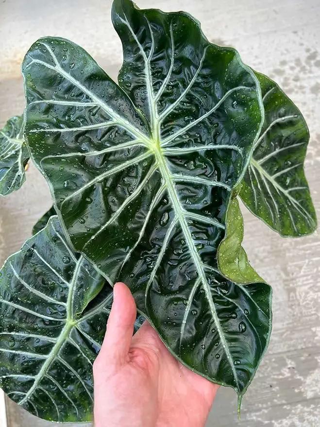 Elevate Your Space with Gardenera's Organic Potting Mix - Tailored for Vibrant Alocasia Plants & Majestic Leaves - 2 QT by GreenHaven Gardens