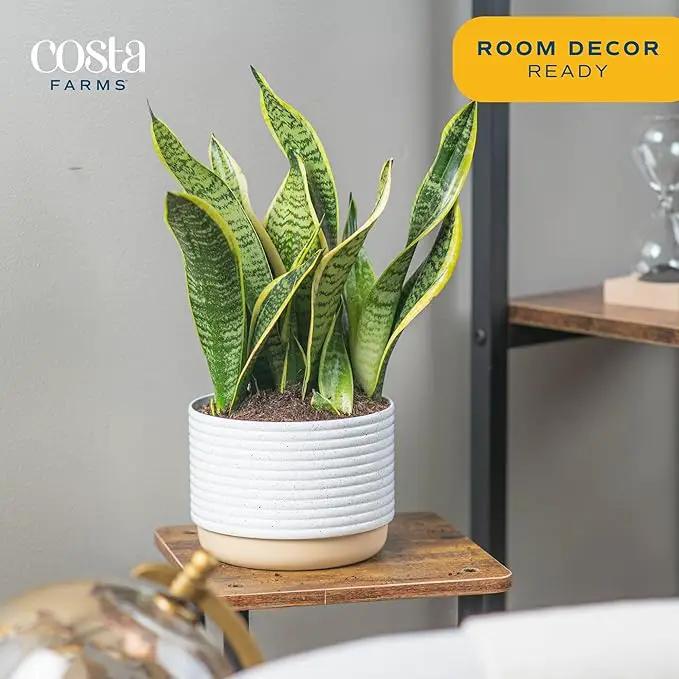 Costa Farms Snake, Sansevieria White-Natural Decor Planter Live Indoor Plant, 12-Inch Tall, Grower's Choice, Green, Yellow by GreenHaven Gardens