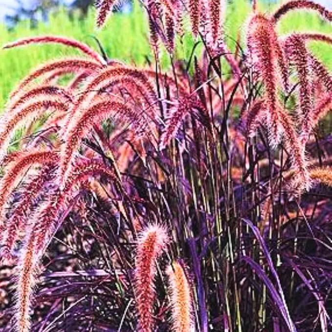 Pack 3 Fountain Grass Plants Live, 5-9 Inch Tall, Ornamental Grasses Live Plants Perennial, Well-Rooted Perennial Grass Clumps (Purple Fountain Grass) by GreenHaven Gardens