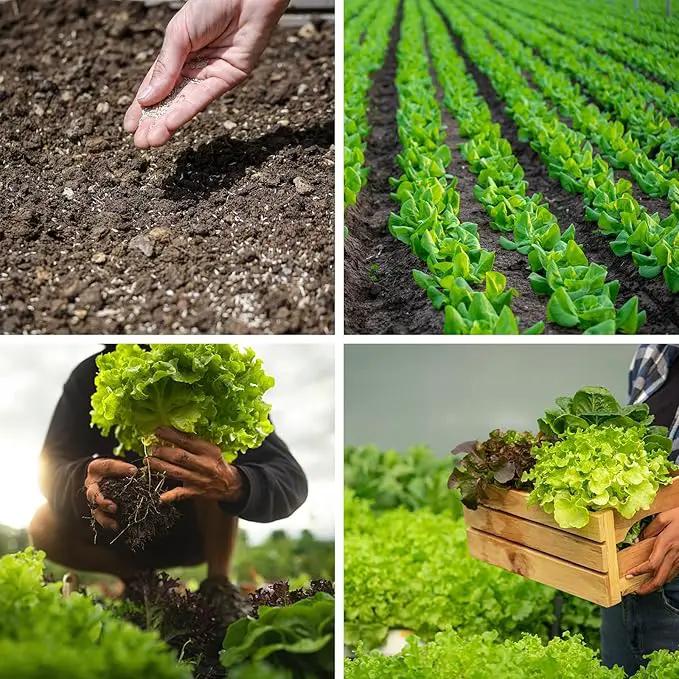 20,000+ Lettuce Seeds, Heirloom Vegetable Seed for Planting Indoor Outdoor, 10 Varieties Fresh Lettuce Salad Seeds Garden Hydroponics Kit - Romaine, Iceberg, Boston, Bibb and More, Non-GMO by GreenHaven Gardens