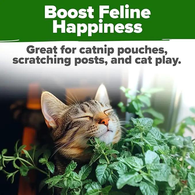 HOME GROWN Catnip Seeds (2 Pack) 𝗡𝗢𝗡-𝗚𝗠𝗢, 𝗨𝗦𝗔-𝗦𝗢𝗨𝗥𝗖𝗘𝗗 Heirloom Herb 4232 Seeds - Indoor or Outdoor Seed - High-Germination Cat Nip - Cat Safe Plants (Nepeta cataria) by GreenHaven Gardens