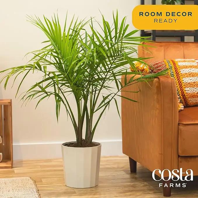 Costa Farms Majesty Palm Live Plant, Indoor and Outdoor Live Palm Tree, Potted in Natural Plant Pot, Tropical Patio, Balcony, Home and Room Decor, Houseplant Gift for Housewarming, 3-4 Feet Tall by GreenHaven Gardens