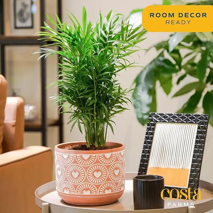 Costa Farms Parlor Palm, Neanthebella, Easy to Grow Houseplant Potted in Décor Plant Pot, Everyday Gift for Mom, For Wife, From Daughter, Son, Room or Home Decor, 1 Foot Tall by GreenHaven Gardens