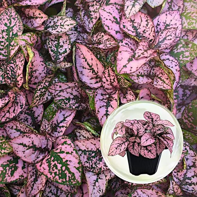 Polka Dot Plant (4-Pack) - Live Houseplants, Small Indoor Plants, Hypoestes Pink- Colorful, Air-Purifying House Plants by GreenHaven Gardens