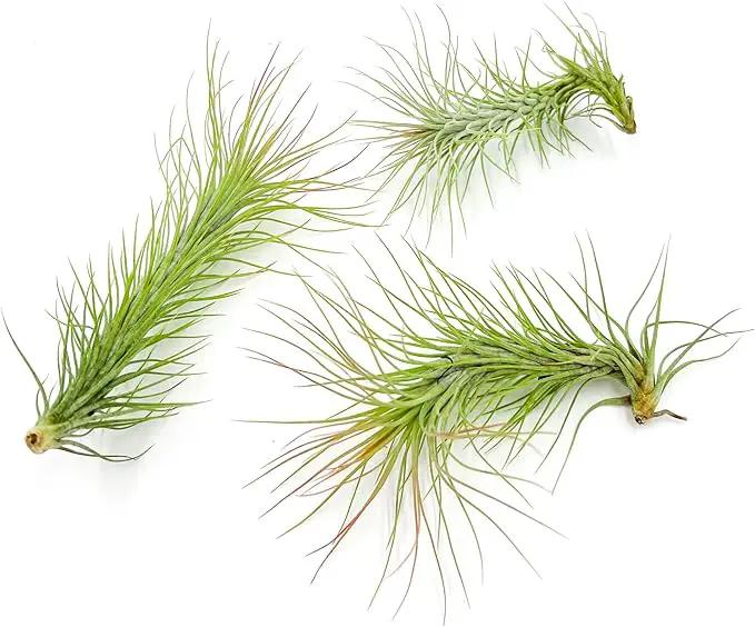 Air Plants - Tillandsia Funckiana, Large 5" - 3ct - Live Arrival Guaranteed - House Plants for Home Decor & Gift by GreenHaven Gardens