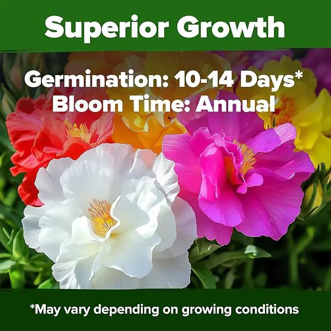 HOME GROWN 23,500+ Moss Rose Seeds (Bulk Pack) Annual Flower for Ground Cover - Heirloom 𝗡𝗢𝗡-𝗚𝗠𝗢 Portulaca Seeds for Planting Outdoors - Great for Low-Maintenance Gardens (Portulaca grandiflora) by GreenHaven Gardens