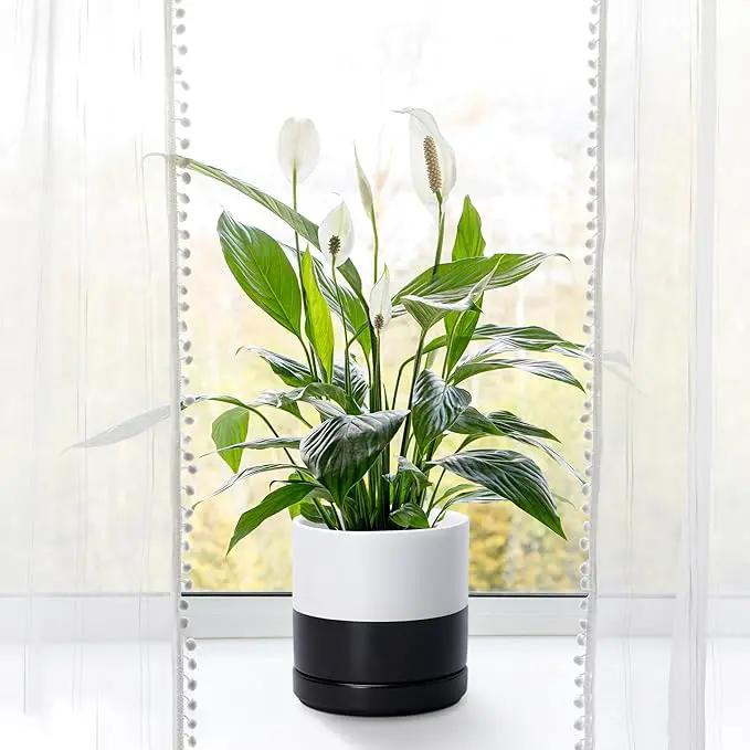 D'vine Dev 6.5 Inch Ceramic Planter Pot with Drainage Hole and Saucer, Indoor Cylinder Round Planter Pot, Layered Monochrome Black & White, 94-O-C-L by GreenHaven Gardens